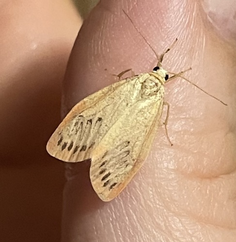 Rosy Footman