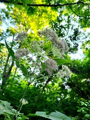 Eutrochium purpureum