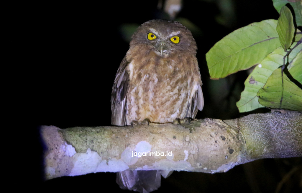Least Boobook (Ninox sumbaensis) photo