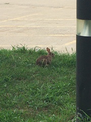 Sylvilagus floridanus