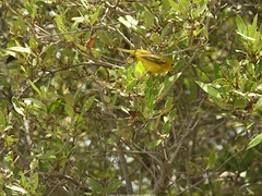 Setophaga petechia albicollis