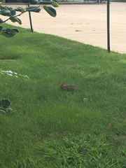 Sylvilagus floridanus