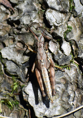 Melanoplus fasciatus