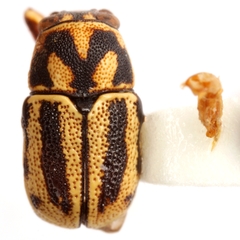 Pachybrachis viduatus