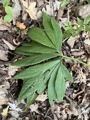 Helleborus viridis viridis