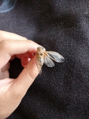 Clidophleps beameri