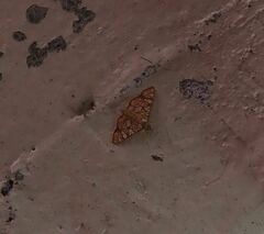 Glyphodes canthusalis