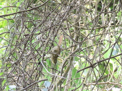 Anabacerthia striaticollis