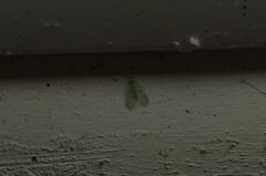 Chrysocerca formosana