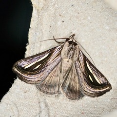 Schistorhynx argentistriga