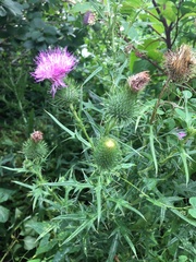 Cirsium
