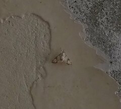 Cirrhochrista bracteolalis