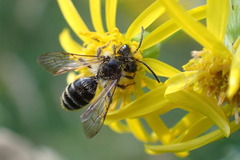 Andrena denticulata