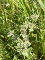 Pycnanthemum setosum