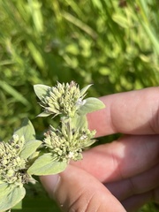 Pycnanthemum setosum