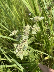 Pycnanthemum setosum