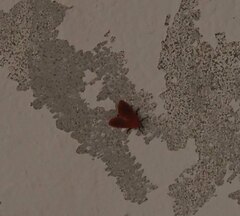 Arctioblepsis rubida