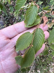 Carpinus orientalis