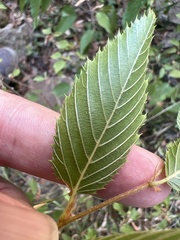 Carpinus orientalis