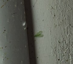 Chrysocerca formosana