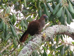 Ortalis squamata