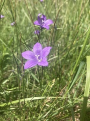 Campanula parryi