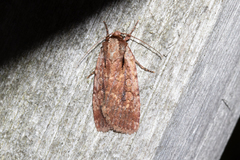 Eueretagrotis attentus