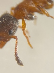 Leptothorax acervorum