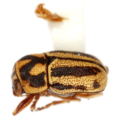 Pachybrachis viduatus