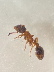 Leptothorax acervorum
