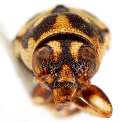 Pachybrachis viduatus