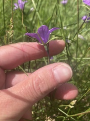 Campanula parryi