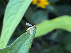 Toxomerus marginatus