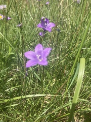 Campanula parryi
