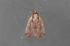 Eueretagrotis attentus