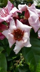 Strophanthus gratus