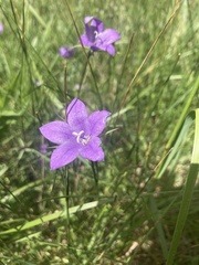 Campanula parryi