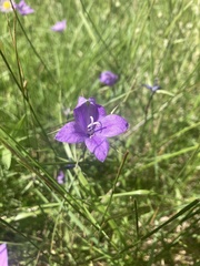 Campanula parryi