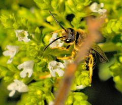 Halictus farinosus