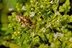 Halictus farinosus