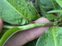 Persicaria extremiorientalis