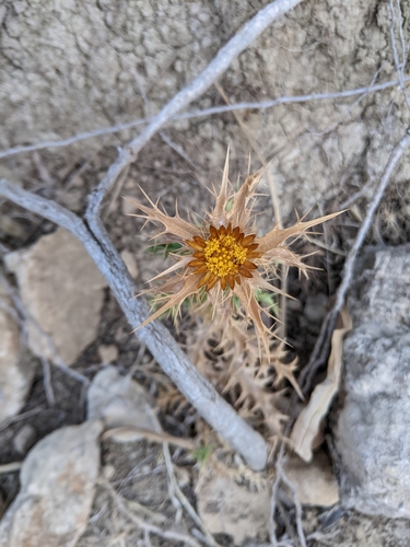 Carlina corymbosa (Carlina corymbosa)