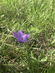 Campanula parryi