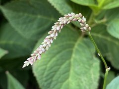 Persicaria extremiorientalis