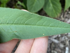 Persicaria extremiorientalis