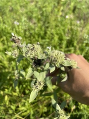 Pycnanthemum setosum