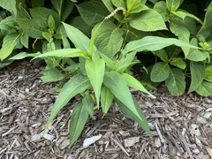 Persicaria extremiorientalis