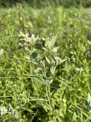 Pycnanthemum setosum