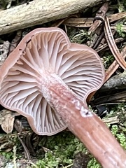 Laccaria longipes