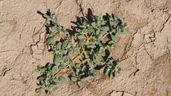 Atriplex elegans fasciculata